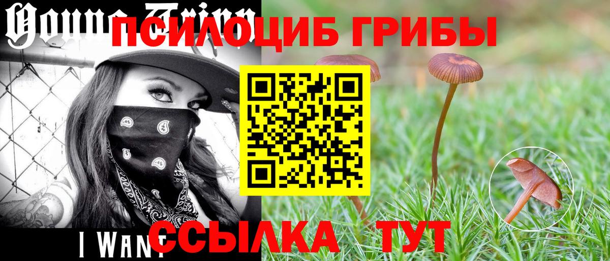 Белореченск  Галлюциногенные грибы Psilocybe  Вход с VPN 